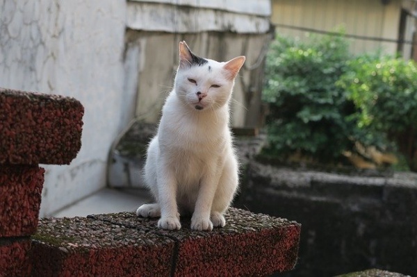 不眠症
スギ鍼灸治療院