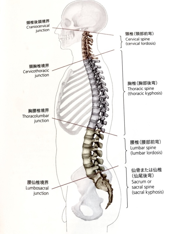 脊柱の生理的湾曲