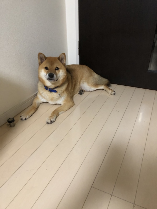 院長ブログ 入間市の鍼灸院 スギ鍼灸治療院 自律神経失調症もお任せください