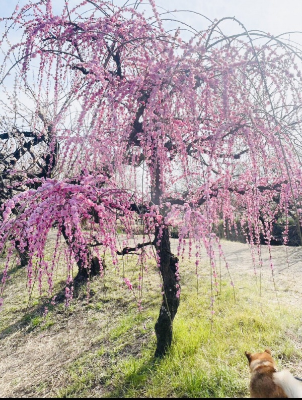 睡眠の大切さ